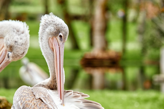 Retrato de um pelicano enfeitando sua plumagem entre vegetação e árvores