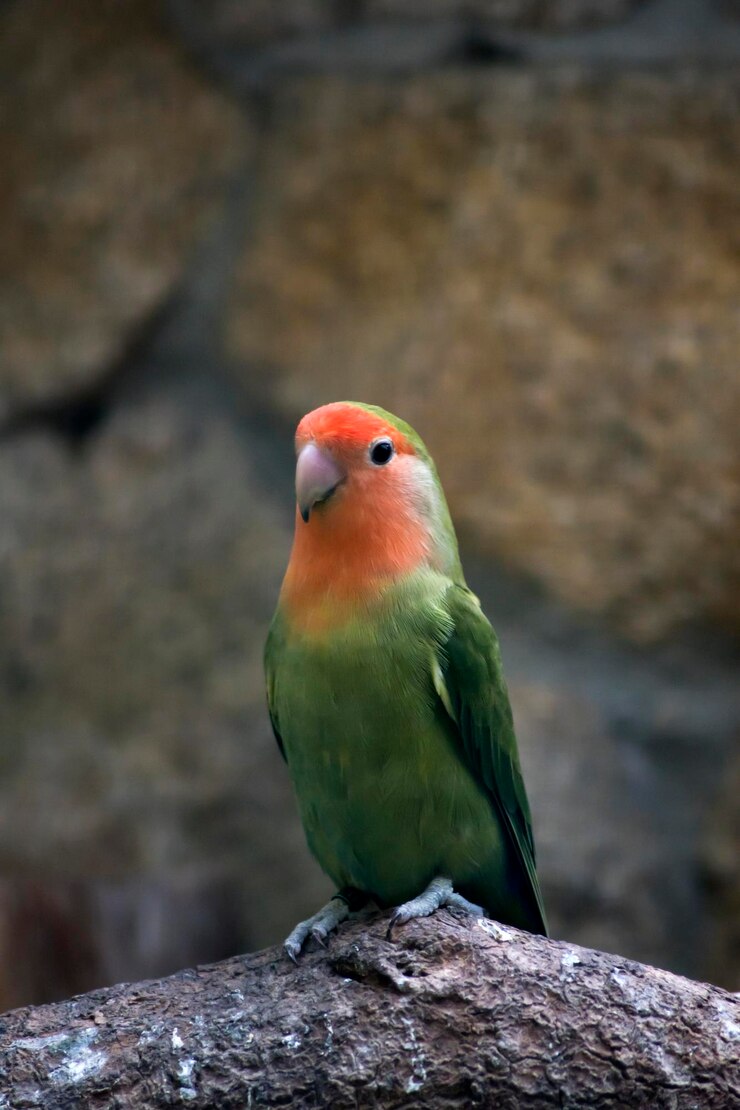 Foto retrato de um pequeno agapornis roseicollis