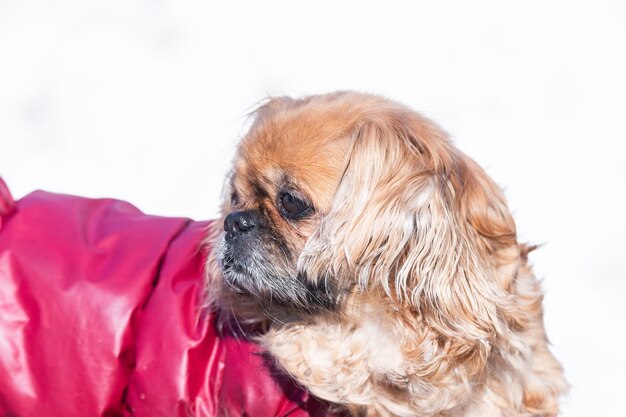 Retrato de um pequeno cachorro pequinês