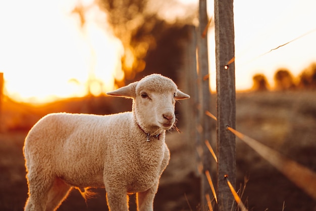 Foto retrato de um pequeno cordeiro adorável pastando no campo perto da cerca ao pôr do sol