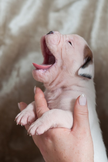 Retrato de um pequeno filhote de Bulldog Americano