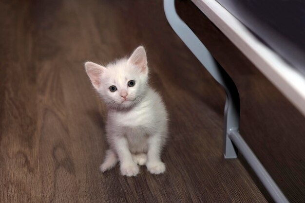 Retrato de um pequeno gatinho branco