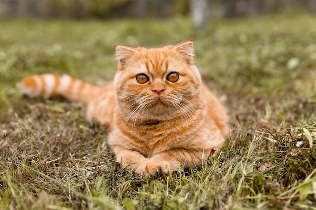 Retrato de um pequeno gatinho britânico gengibre com. O gato anda no jardim. Gato vermelho britânico com 5 meses.