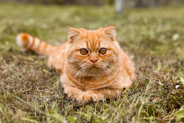 Retrato de um pequeno gatinho britânico gengibre com. O gato anda no jardim. Gato vermelho britânico com 5 meses.