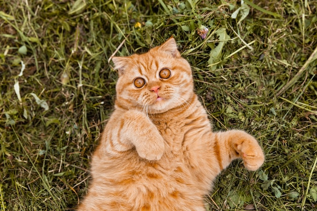 Retrato de um pequeno gatinho britânico gengibre com. O gato anda no jardim. Gato vermelho britânico com 5 meses.