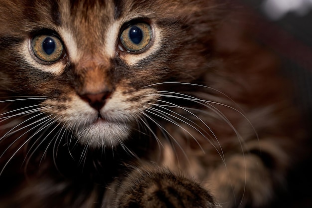 Retrato de um pequeno gatinho fofo Maine coon Closeup