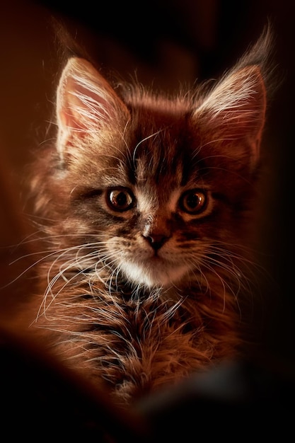 Retrato de um pequeno gatinho fofo Maine coon