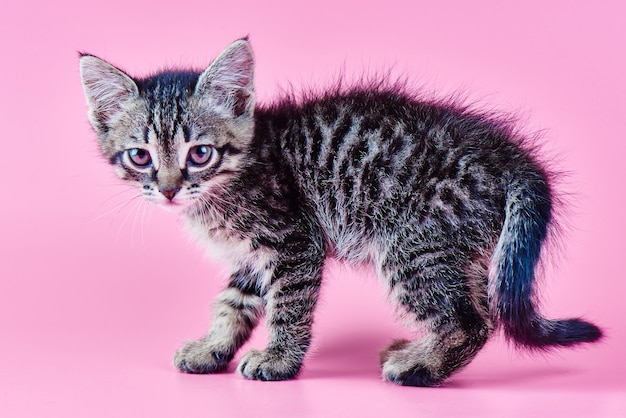 Retrato de um pequeno gatinho listrado cinza em um fundo rosa, lindo gatinho olhando com olhos grandes para a câmera