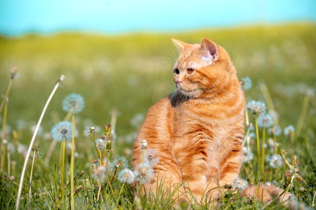 Retrato de um pequeno gatinho vermelho deitado em um campo de dente-de-leão O gato gosta de primavera