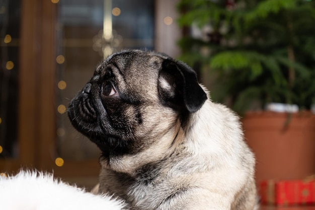 Retrato de um pequeno pug olhando de soslaio Natal Ano Novo e Cães Animais de Estimação