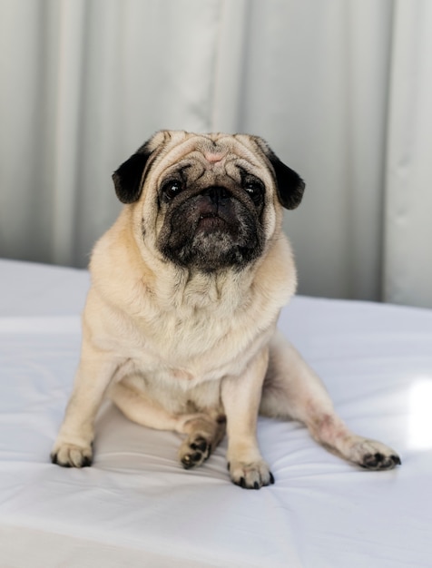 Retrato, de, um, pet, pug