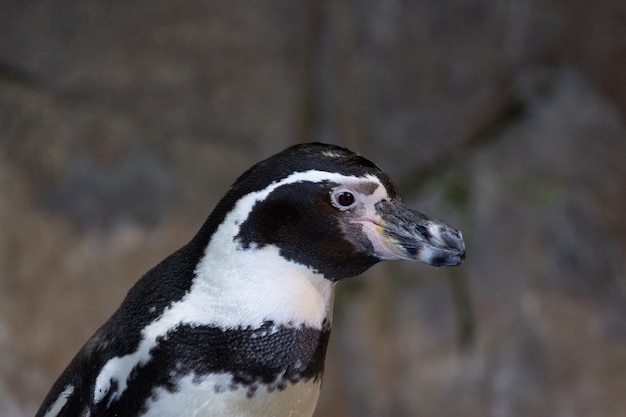 Retrato de um pinguim