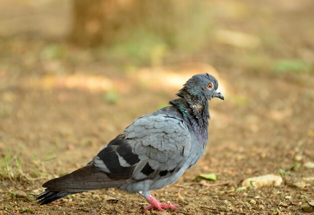 Retrato de um pombo