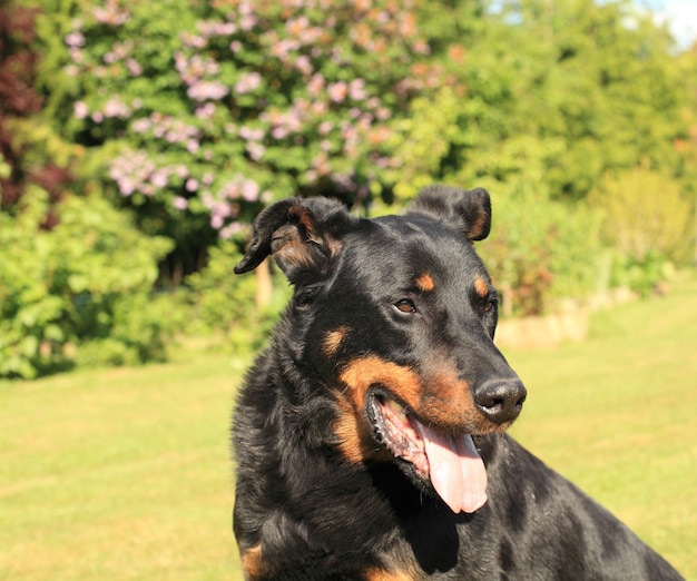 Retrato, de, um, purebred, sheepdog francês, beauceron