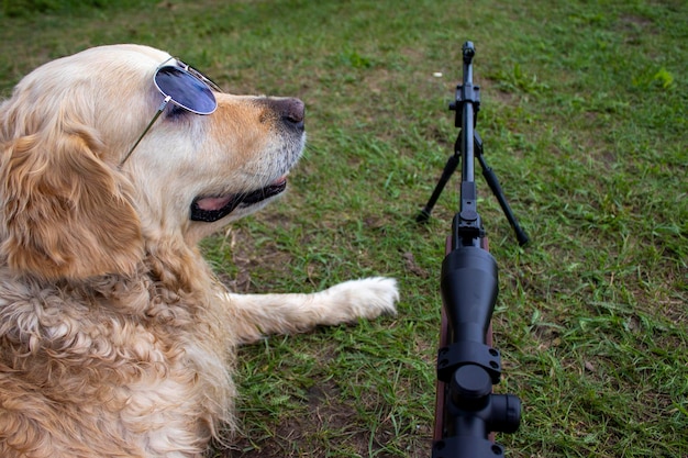 Retrato de um Retriever com uma arma de caça Golden Retriever de raça pura na caça