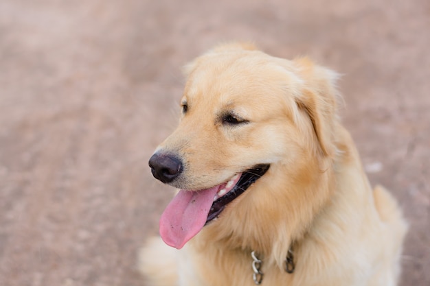 Retrato, de, um, retriever dourado, cão