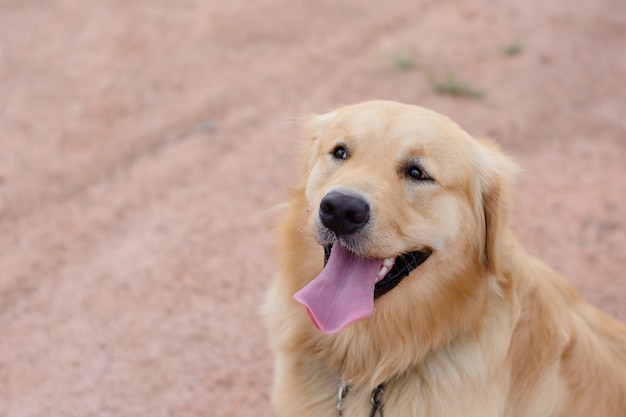 Retrato, de, um, retriever dourado, cão