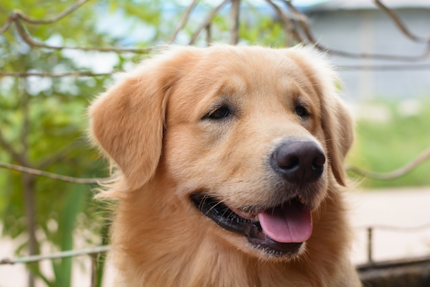 Retrato, de, um, retriever dourado, cão