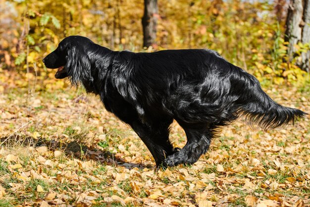 Retrato de um retriever preto andando e brincando no parque de outono cão de raça pura contra o pano de fundo da natureza urbana