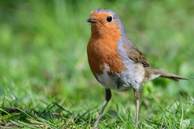 Retrato de um robin na grama