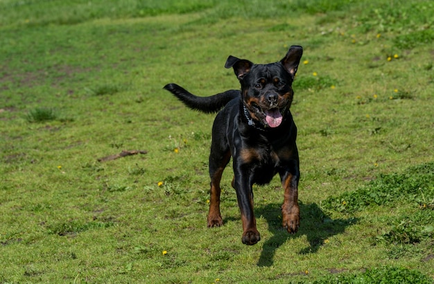 Retrato de um rottweiler correndo em um campo gramado