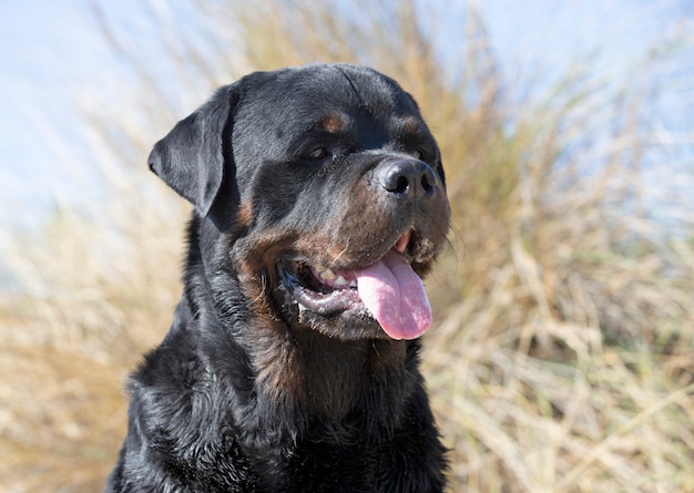 Retrato de um rottweiler de raça pura na natureza