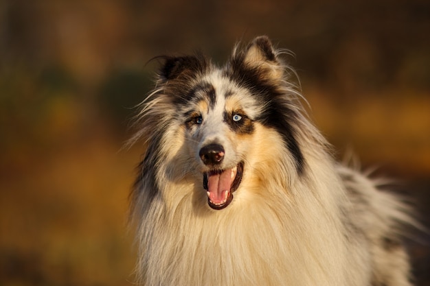 Retrato de um Rough Collie de mármore amarelo no outono