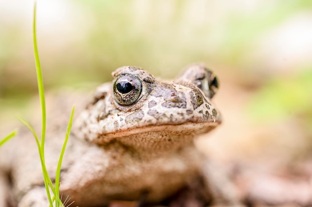 Retrato de um sapo-comum na natureza verde