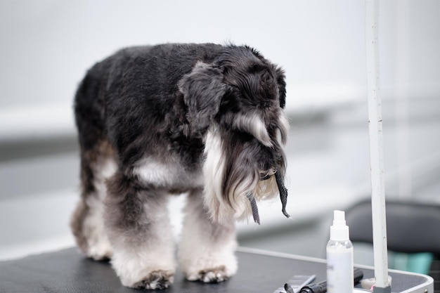 Retrato de um schnauzer fofo em pé sobre uma mesa para cortar animais