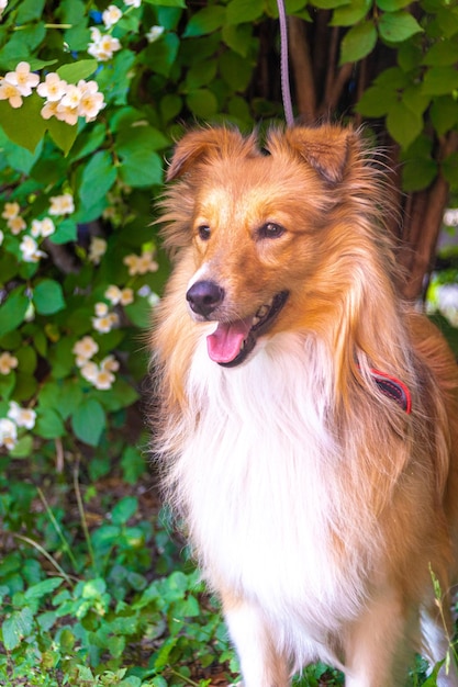 Retrato de um sheltie vermelho