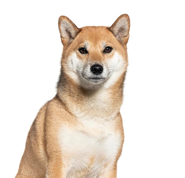 Retrato de um shiba inu em fundo preto