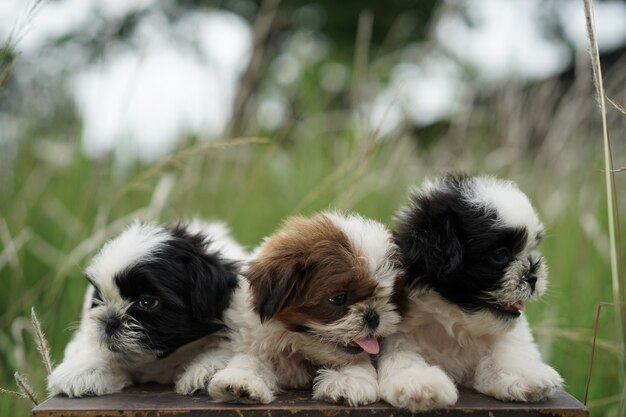 Foto retrato, de, um, shih tzu