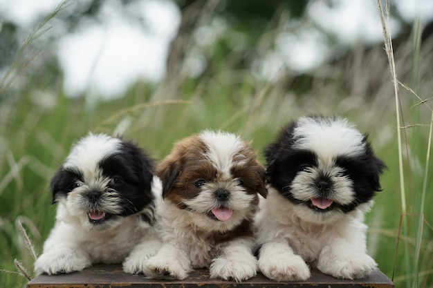 Foto retrato, de, um, shih tzu