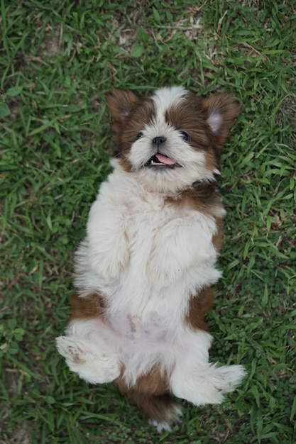 Foto retrato, de, um, shih tzu