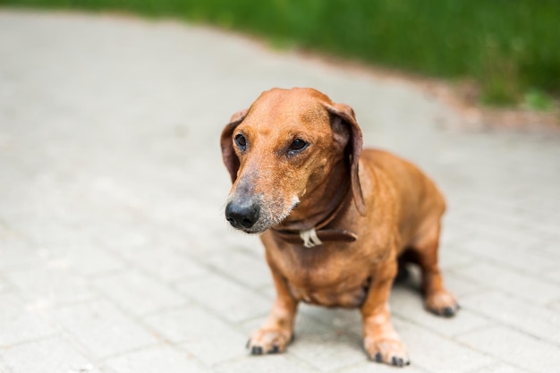 Retrato de um sorriso fofo de cachorro dachshund e feliz no dia ensolarado de verão para uma caminhada no parque de verão