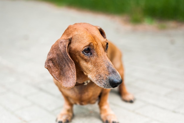 Retrato de um sorriso fofo de cachorro dachshund e feliz no dia ensolarado de verão para uma caminhada no parque de verão