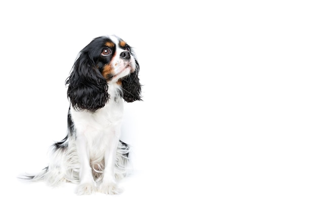 Retrato de um spaniel cavalheiro bonito olhando de lado isolado no espaço de cópia de fundo branco