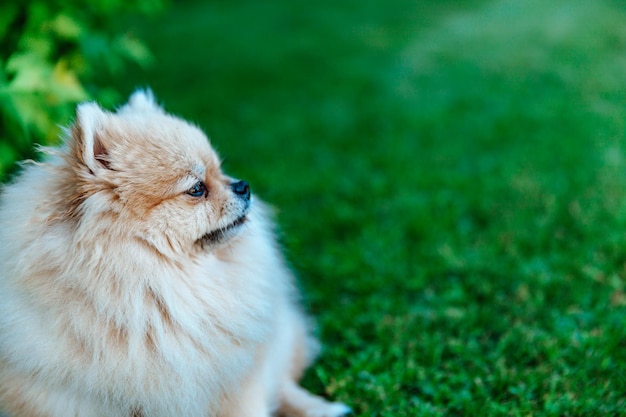 Retrato de um Spitz da Pomerânia closeup