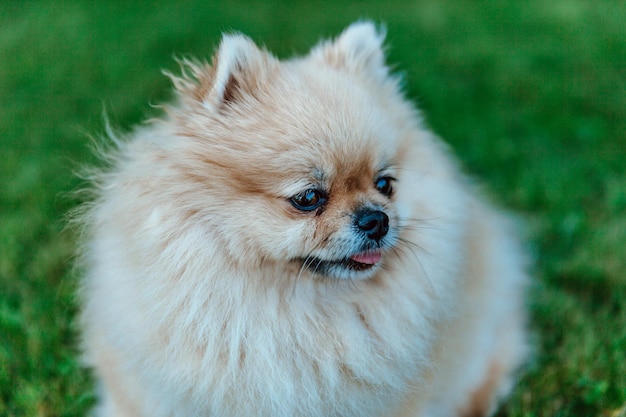 Retrato de um Spitz da Pomerânia closeup