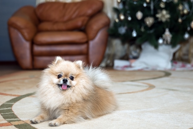 Retrato de um Spitz da Pomerânia deitado em um tapete na sala de estar, foco suave