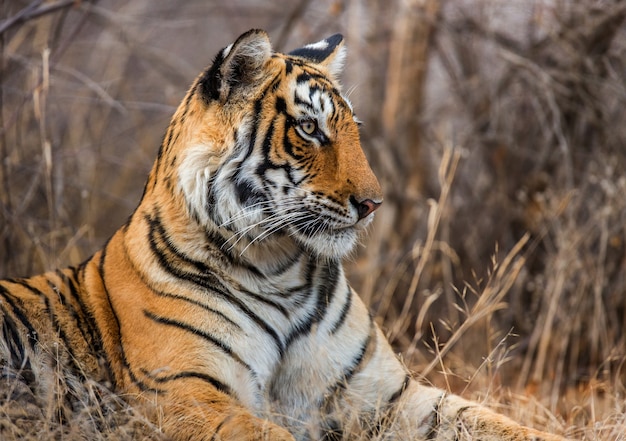 Retrato de um tigre de Bengala. Parque Nacional de Ranthambore. Índia.