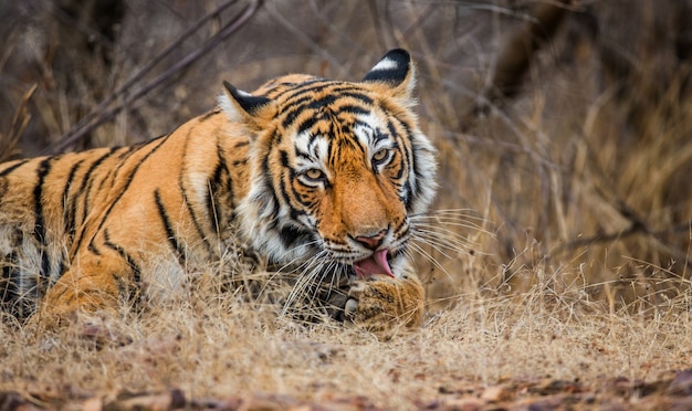 Retrato de um tigre de bengala. parque nacional de ranthambore. índia.