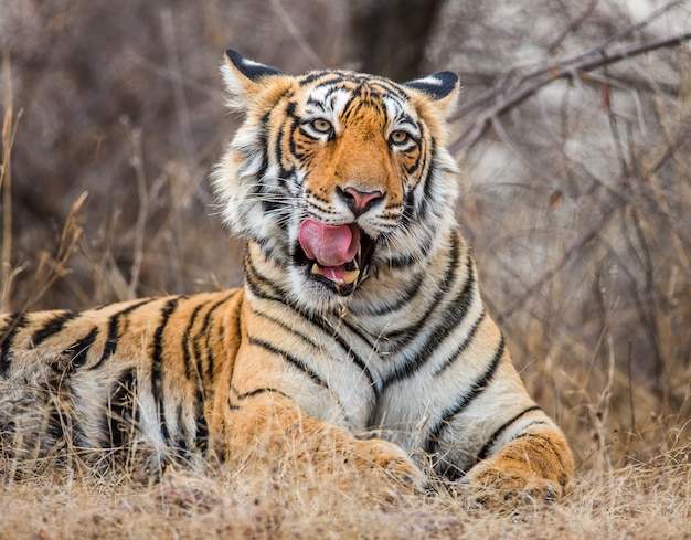 Retrato de um tigre de Bengala. Parque Nacional de Ranthambore. Índia.