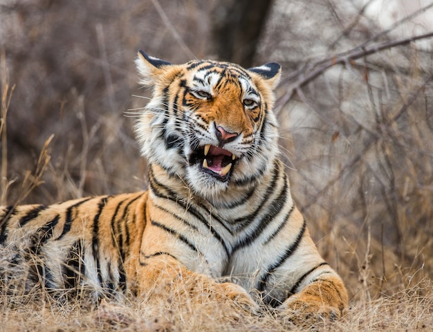 Retrato de um tigre de Bengala. Parque Nacional de Ranthambore. Índia.