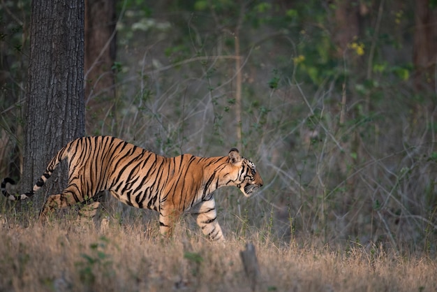 Retrato de um tigre de pé no campo