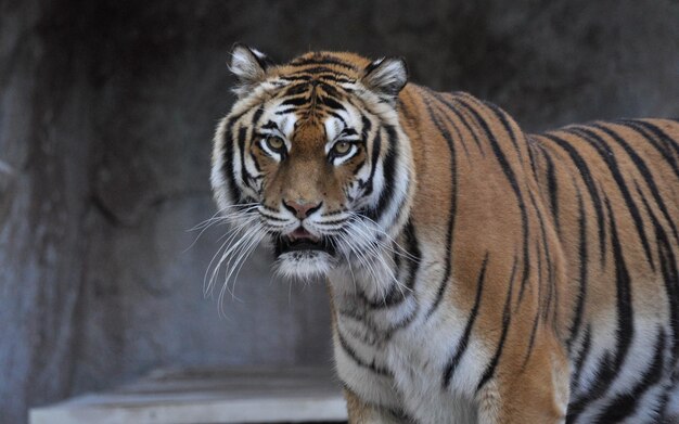 Foto retrato de um tigre de pé