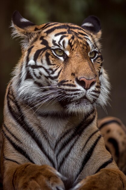 Retrato de um tigre de Sumatra