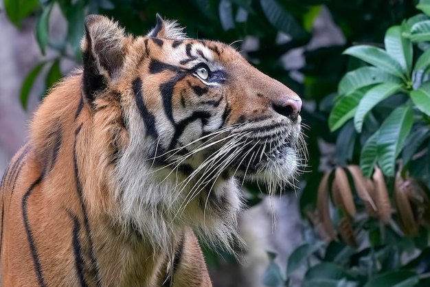 retrato de um tigre de sumatra