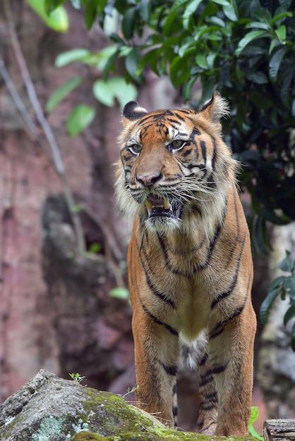 retrato de um tigre de sumatra