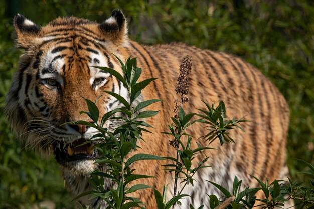 Foto retrato de um tigre em close-up